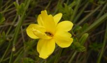 迎春花像春天的什么