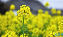 形容春天美景的诗