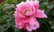 描写牡丹的诗句古诗