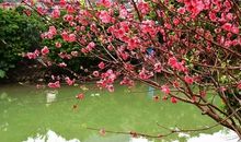 描述桃花的优美的诗句