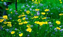 描写春天的句子 摘抄春天优美句子