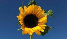 初中运动会口号要有押韵