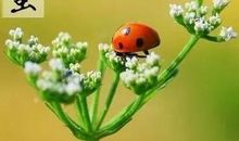 描写惊蛰的优美句子