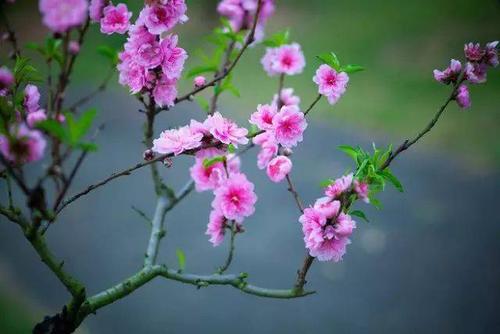 桃花