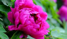 牡丹花开放的句子