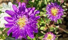 祝女神节日快乐的句子