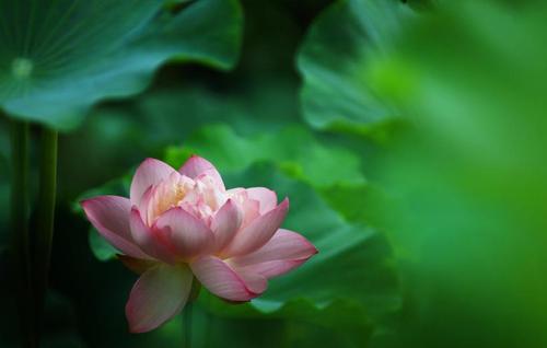 关于莲花的古代诗