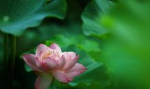 关于莲花的古诗