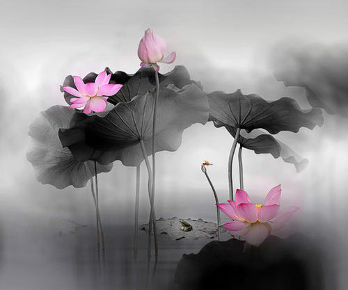 描述莲花诗