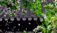 关于静心淡然的诗句