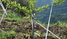 山水田园诗句30首