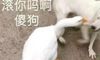 超级可爱又搞笑的短句