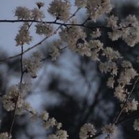 生命的悲伤签名并不容易签署生活并不容易签署(选定38)