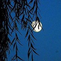 一个美丽的烟花雨10月份人格选择特色网名