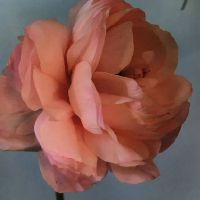 谈论白色成功的心情