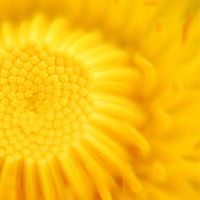 2022年老虎年开始了很多吉祥的话语