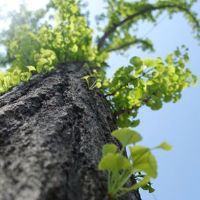 2022年的老虎，祝福，祝福和开始