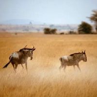 狂野，干净的句子，短霸气