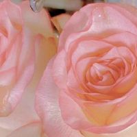 挺过去熬过去霸气句子 一路走来经历酸甜苦辣的说说