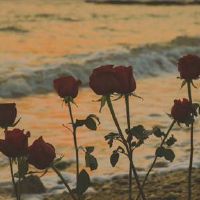 2022情人节秀恩爱的语录 情人节超级甜的虐狗句子