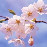 2022春暖花开的温暖文案 春季到来后心情很好的句子