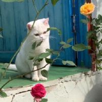 很暖很撩人的个性幸福签名 我想做猫做你怀中猫懒散又骄傲