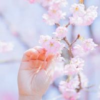 樱花盛开的好听语录 2022春季赏樱花的唯美句子