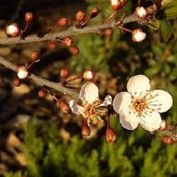 2022赞美春天景色的文案 春天如约而至唯美句子