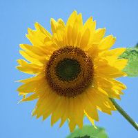 江苏疫情加油的朋友圈文案