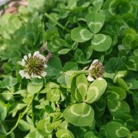 摘野菜适合发朋友圈的句子