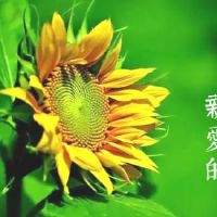 听起来舒服的早安心语 早安走心的句子(精选98句)