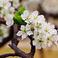 关于梨花唯美网名大全(精选103个)