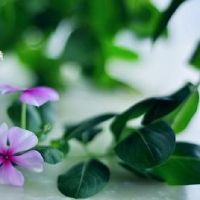 取个看淡一切的好网名 心境淡然的网名(精选188个)