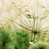 两个字关于植物的好听网名(精选65个)