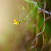 花字开头的网名四个字(精选76个)