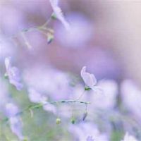 高雅有内涵的微信名字 好听淡雅的网名(精选85个)