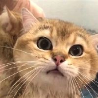 关于猫的文案怎么写 给猫配的文案(精选58句)