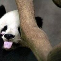 经典超级搞笑的七个字网名大全