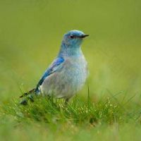 与鸟有关的网名大全(精选370个)