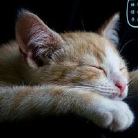 特别特别特别瞌睡的时候发的说说 好困好想睡觉的难受句子