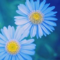 朋友圈晒鲜花的文案句子(精选61句)