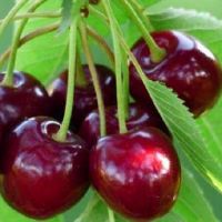 关于樱桃的网名大全(精选79个)