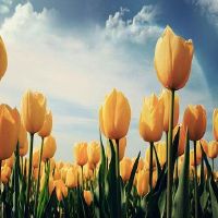 乐观开朗心态好的网名大全(精选103个)