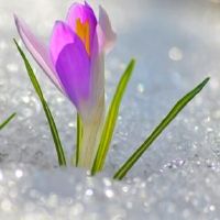 以花字开头的两个字网名简单(精选43个)