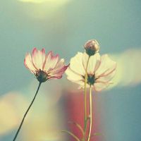 唯美优雅关于花的网名大全(精选100个)