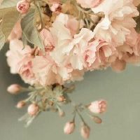 唯美治愈关于鲜花的浪漫句子(精选90句)