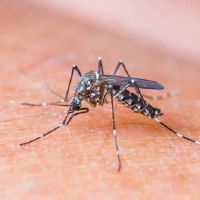 关于蚊子的网名大全(精选118个)