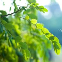 刮风自己在屋心情的说说 关于风的句子说说(精选93句)