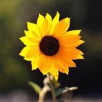 好听不易撞的两个字网名(精选92个)