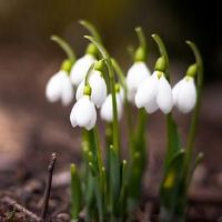 古风清雅唯美有气质的名字(精选82个)